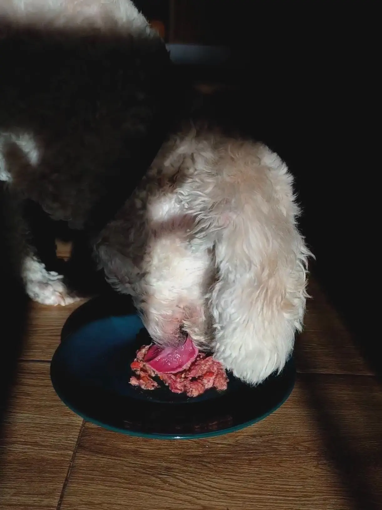 Análisis nutricional personalizado para mascotas