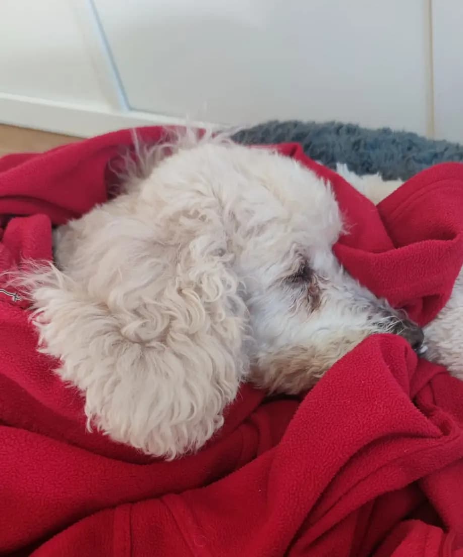 Análisis nutricional personalizado para mascotas