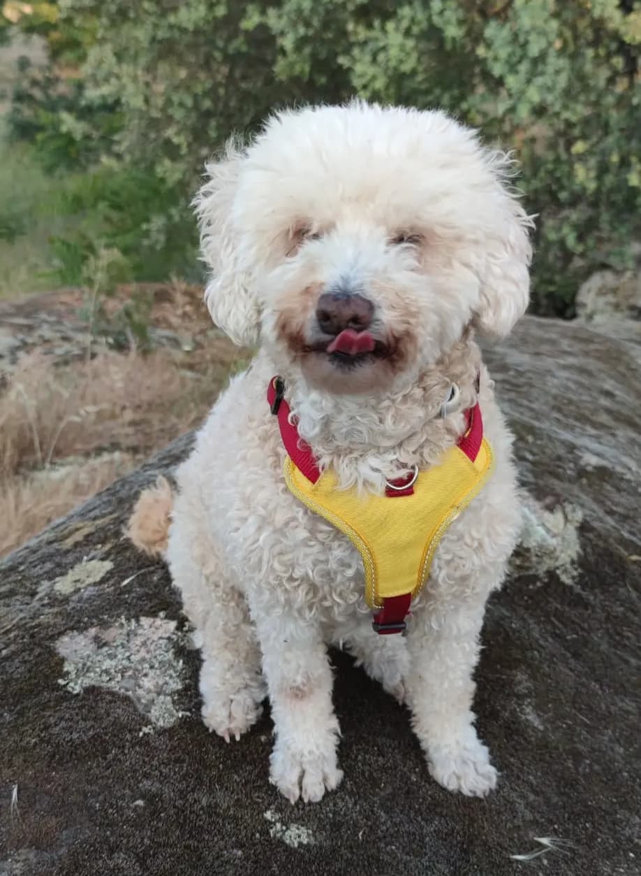 Análisis nutricional personalizado para mascotas